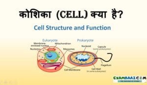 कोशिका विज्ञान: Cell Structure and Function, Types Of Cells