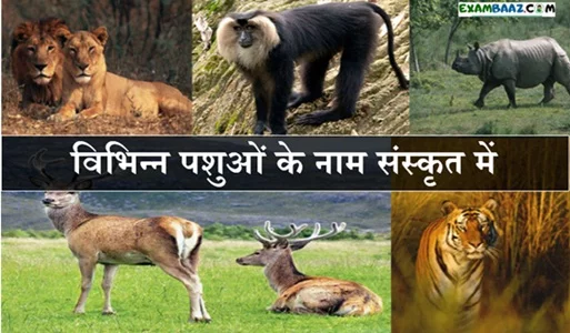 Animals Name In Sanskrit and Hindi