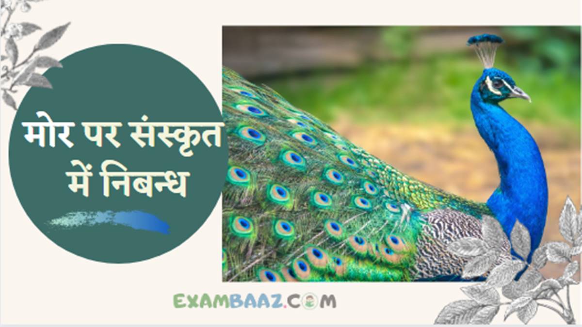 Essay on Peacock In Sanskrit