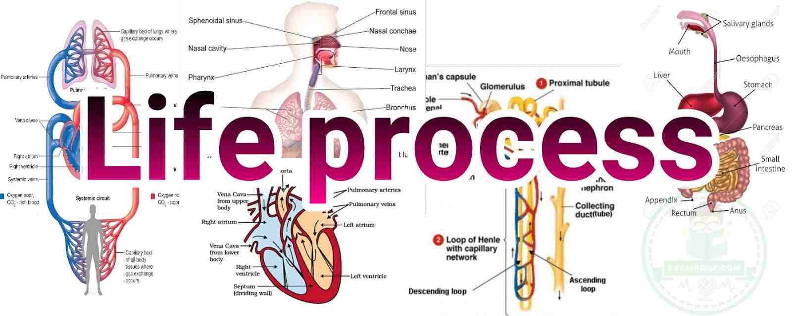 Life Processes Class 10 Important Questions Ncert Notes 8959