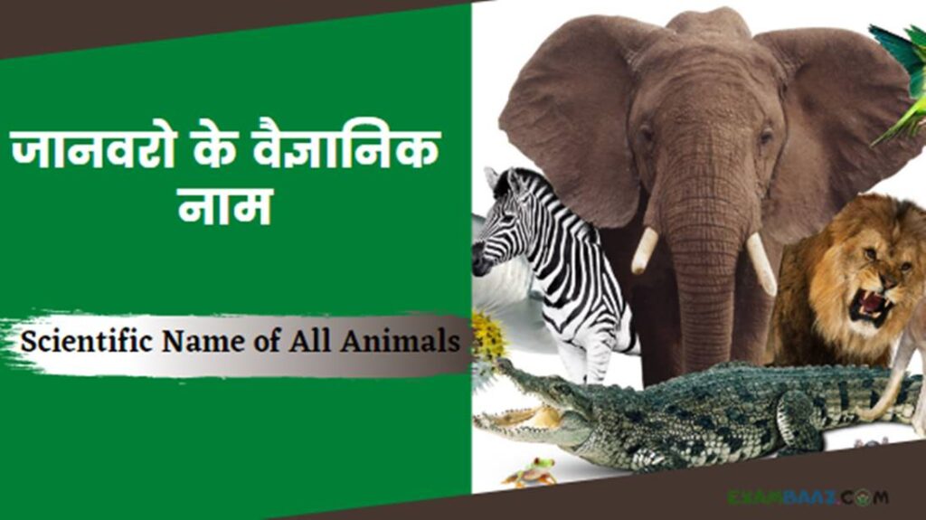 Scientific Name of All Animals In Hindi