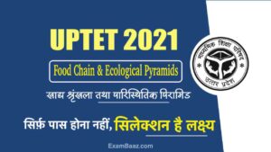 UPTET 2021: EVS- Food Chain & Ecological Pyramids MCQ, परीक्षा में पूछे जाएँगे यहाँ से सवाल, अभी पढ़ें